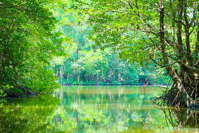 Can Gio Mangrove Forest 1 day tour - Key things to know before you go