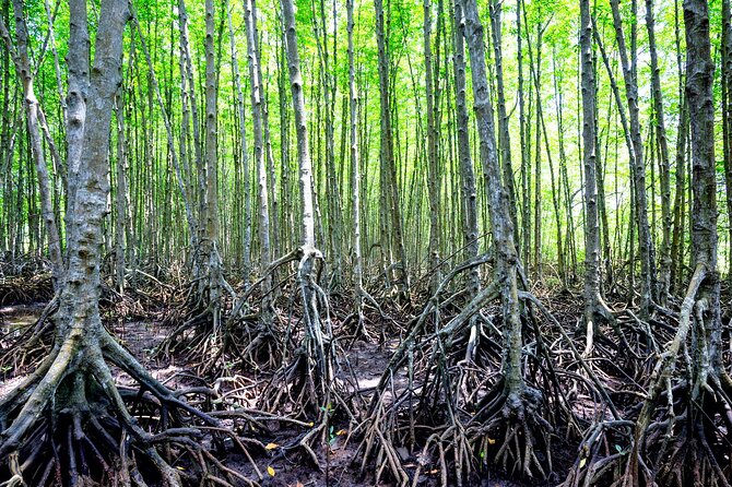 Can Gio Mangrove Forest 1 day tour - The Lunch Break: A Real Meal in a Local Rhythm