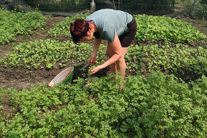 Exploring organic farm & Vietnamese Culinary with Master chef - From Ho Chi Minh City to the organic farm, without wasting your morning
