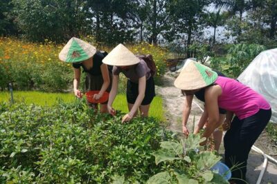 Farm-To-Table Healthy Cooking Class in Ho Chi Minh City - The farm tour: cows, buffalo, herbs, and what you’ll actually use