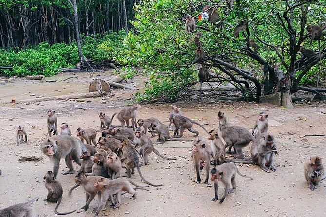From Ho Chi Minh: Can Gio Trek – Monkey Island & Crocodile Farm - Price and value: why this one feels fair