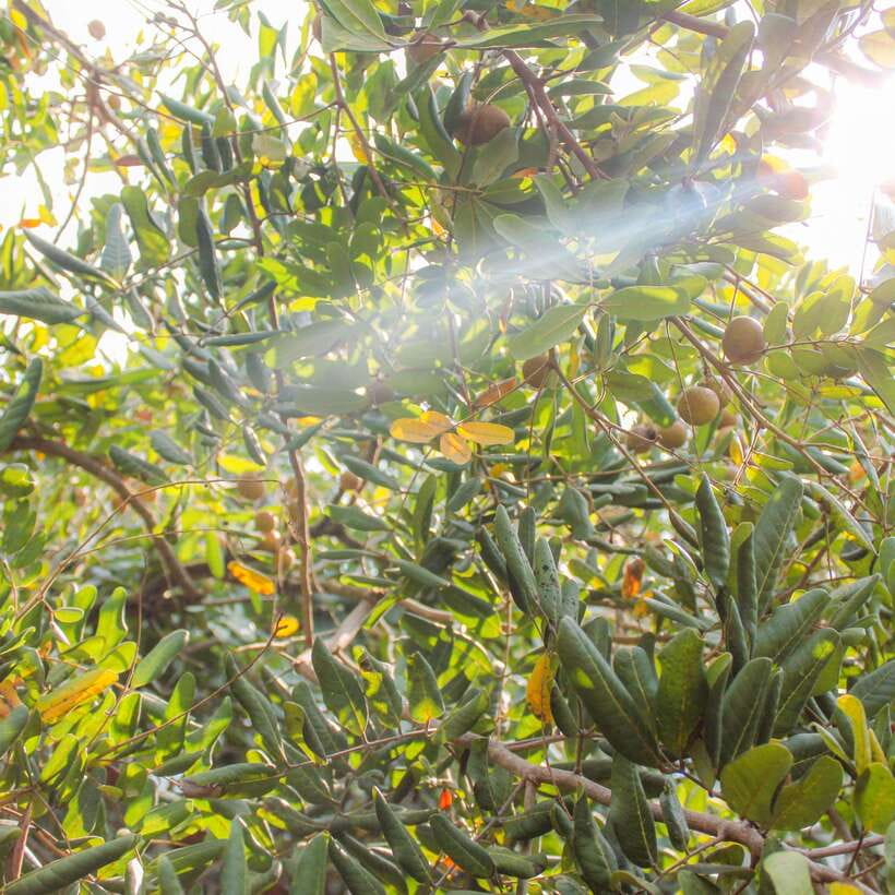 From Ho Chi Minh: Mekong Delta Small Group Day Trip - Who this tour suits (and who should skip it)