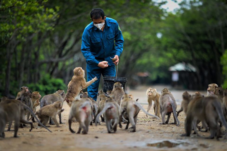 HCM:Can Gio Mangrove Forest Tour-Monkey Island - Monkey Island: long-tailed macaques, plus the rules that keep it fun