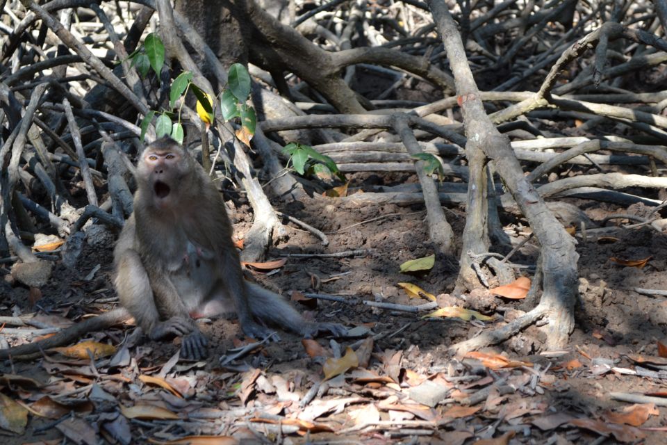 HCM:Can Gio Mangrove Forest Tour-Monkey Island - Lunch, cooling down, and the pool option you might get