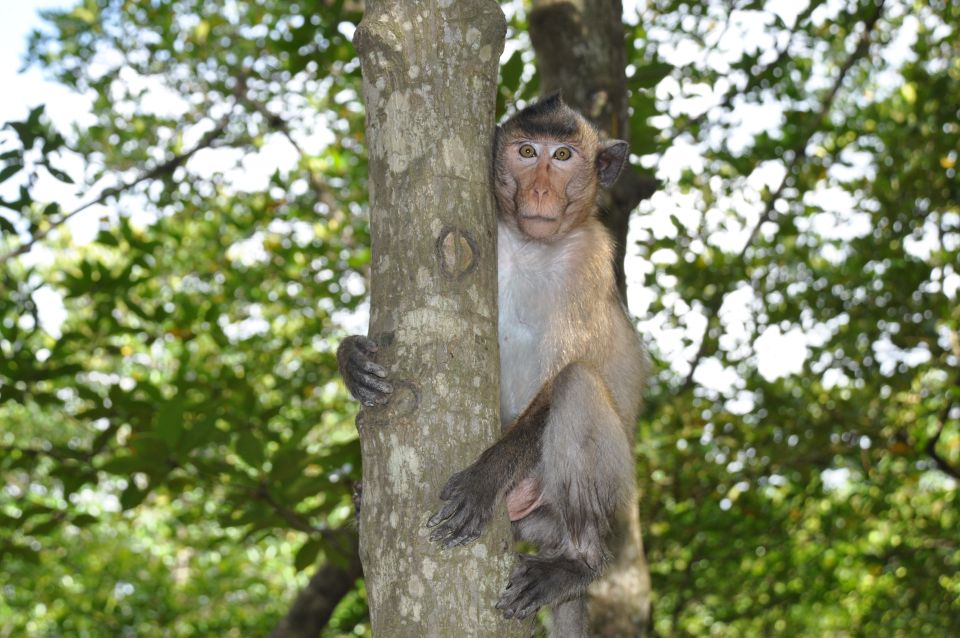 HCM:Can Gio Mangrove Forest Tour-Monkey Island - Can Gio market stop and the return to District 1